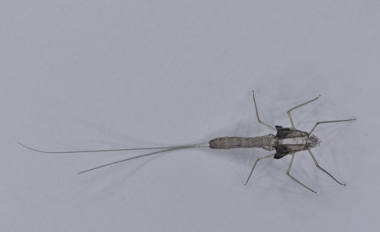 Cloeon cognatum subimago femmina